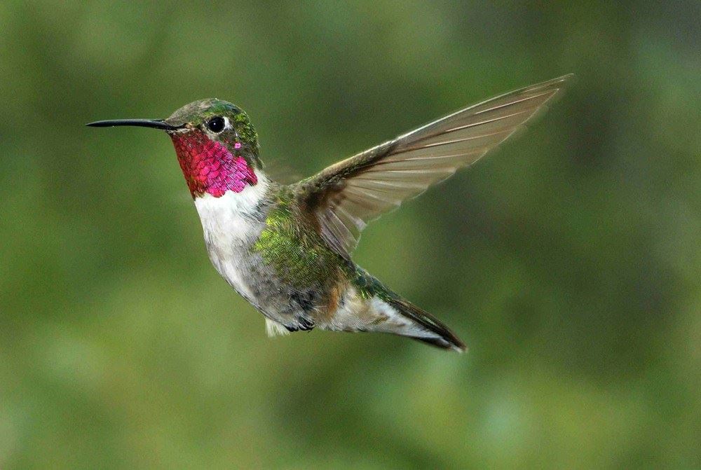 Hummingbird Stock Photo