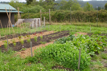 Bayside Park Farm Plots