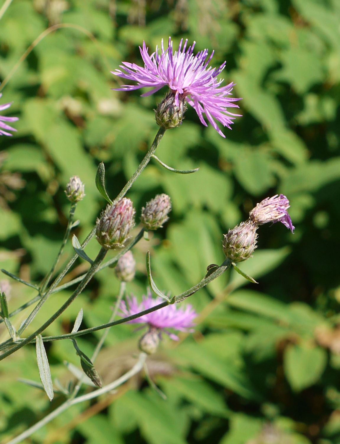Spotted Knapweed