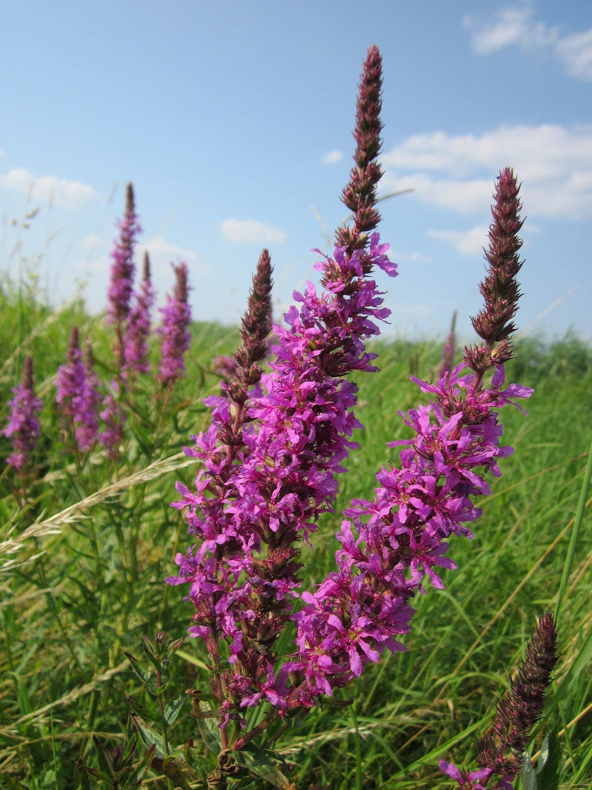 Purple Loosestrife