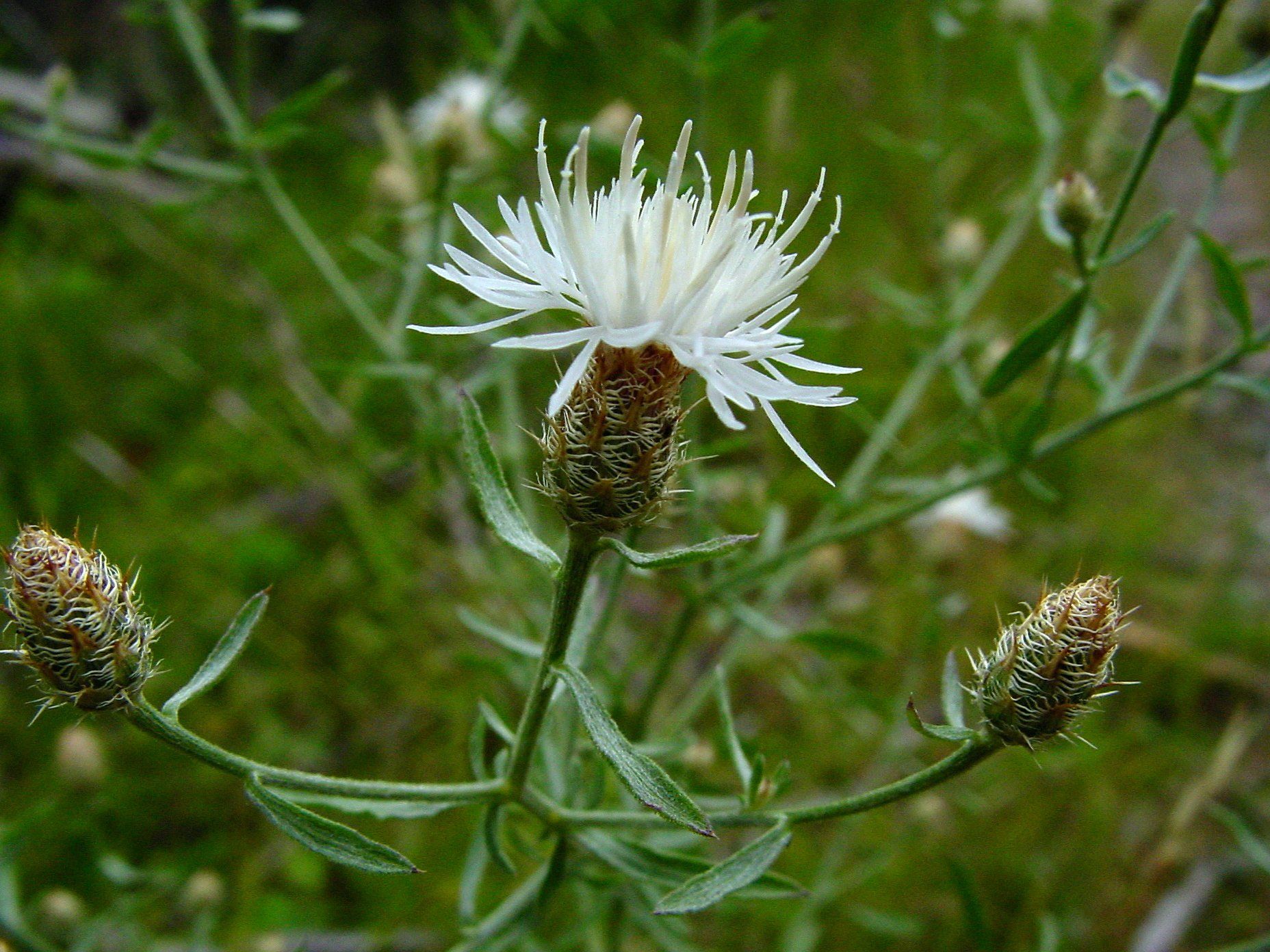 Diffuse Knapweed