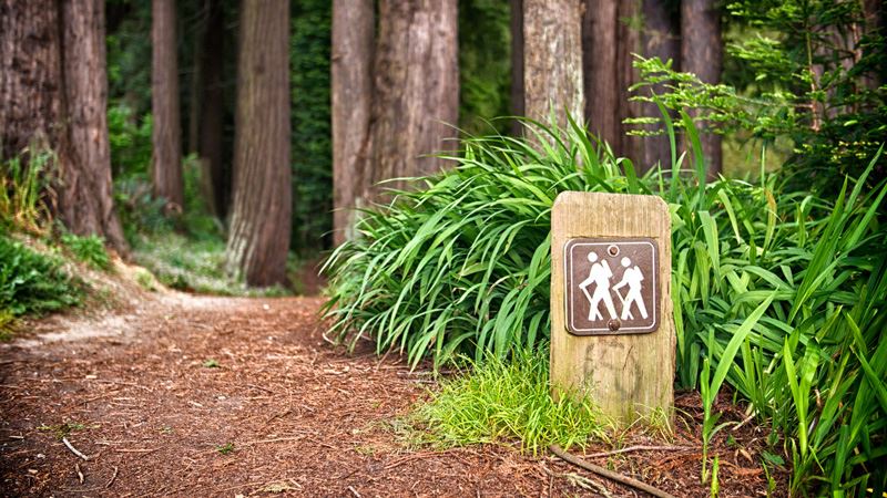 Arcata Community Forest Trailhead Sign with a trail into tall trees in the background