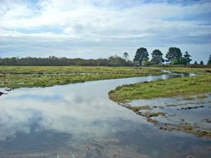 Baylands After Breach