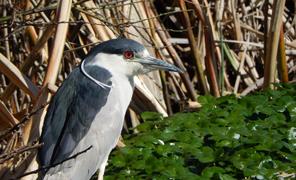 blue-heron-at-Marsh_thumb.jpg