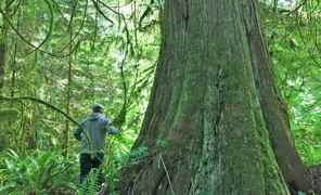 Old Growth Western Cedar in the Jacoby Creek Forest