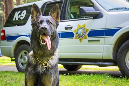 Arcata Police Department K-9 Baron