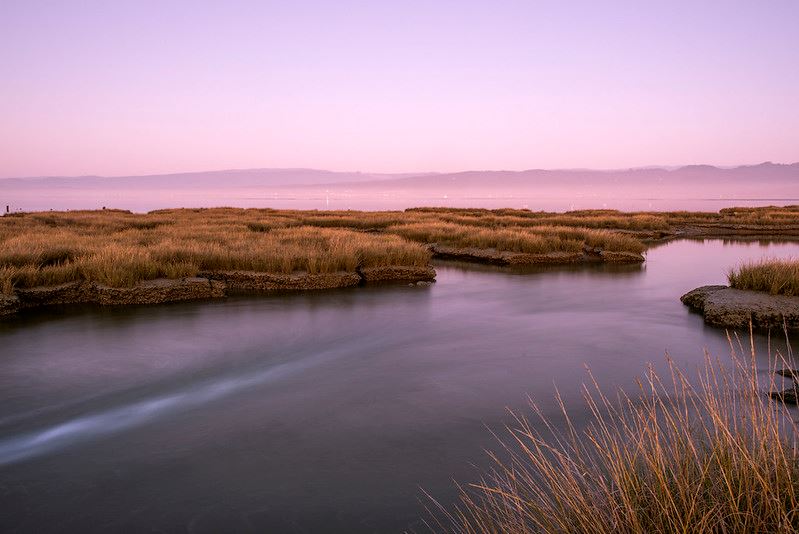 Arcata Marsh Courtesy of HSU