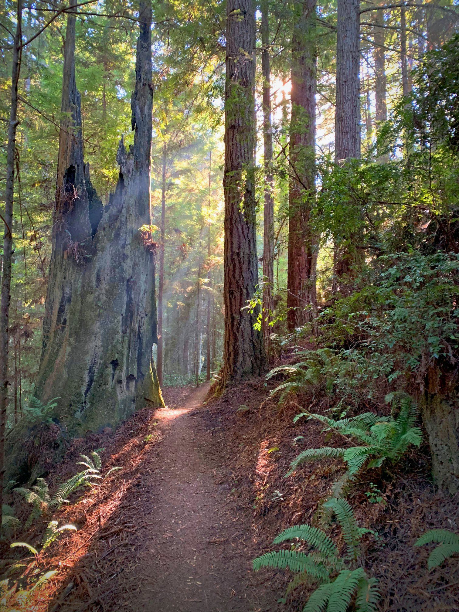Arcata Community Forest by Steven Vander Meer
