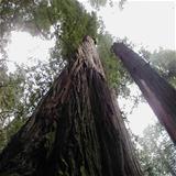 redwood-tree-1472986